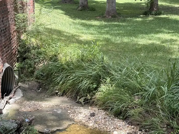 A creek bank by a brick wall and culvert pipe, choked with tall reeds