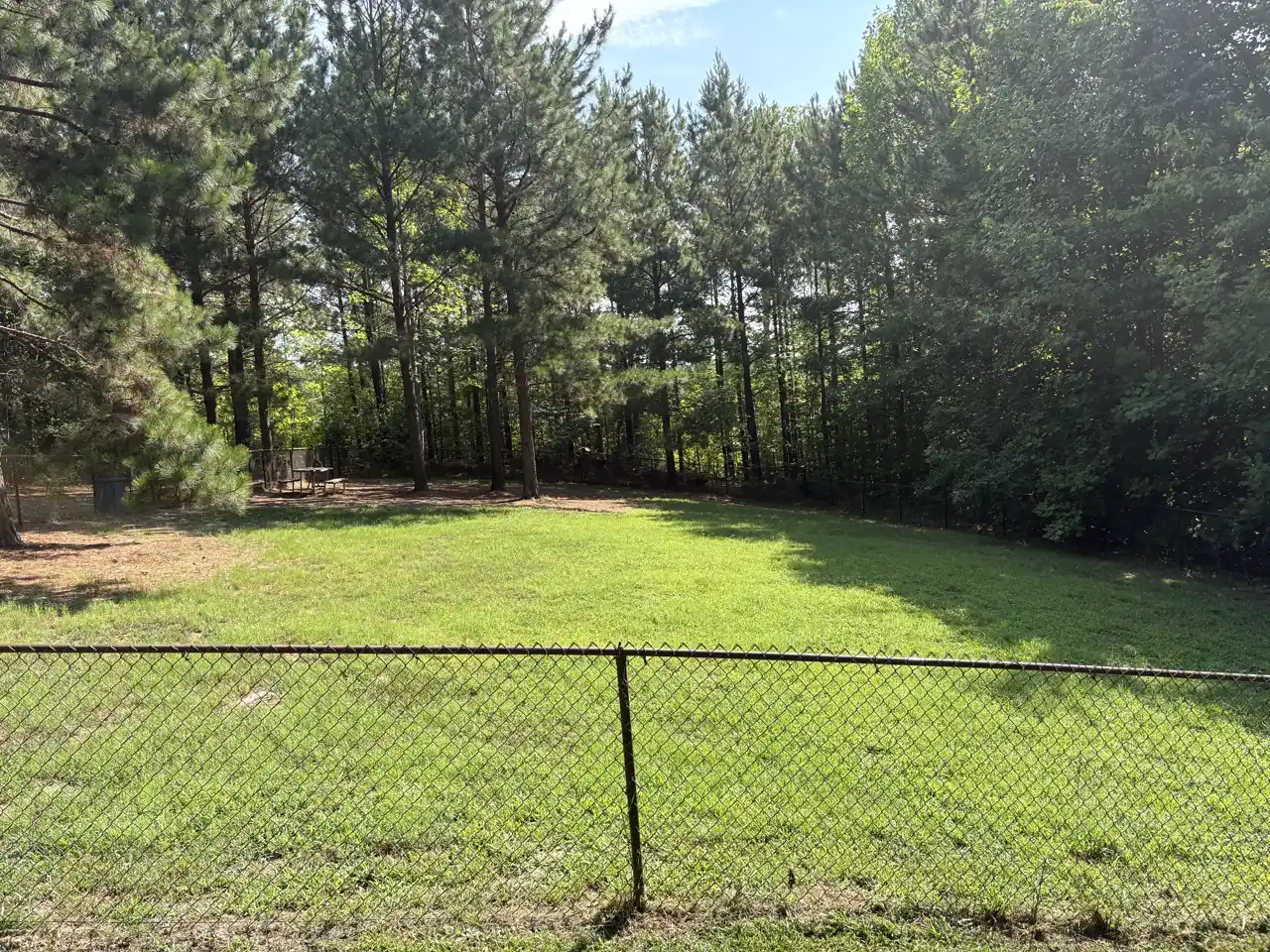 A mowed back yard behind a chain-link fence, with tall pines along the tree line