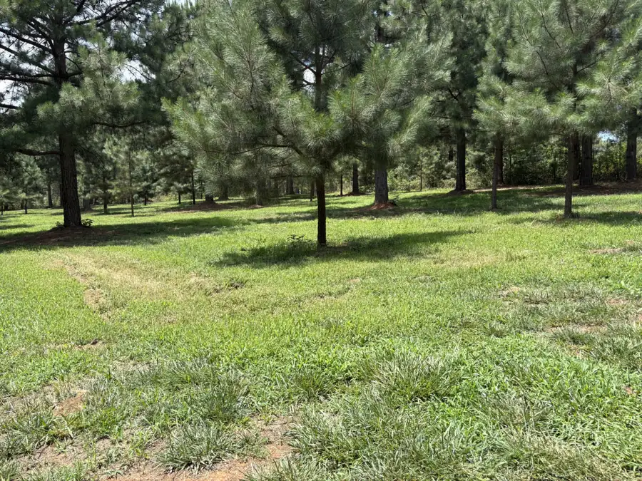 A large mown lot in Randolph County, NC with rows of pine trees to trim around