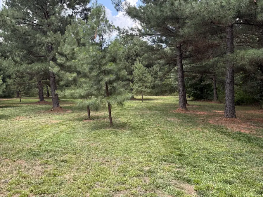 An open lot mowed short between tall pine trees
